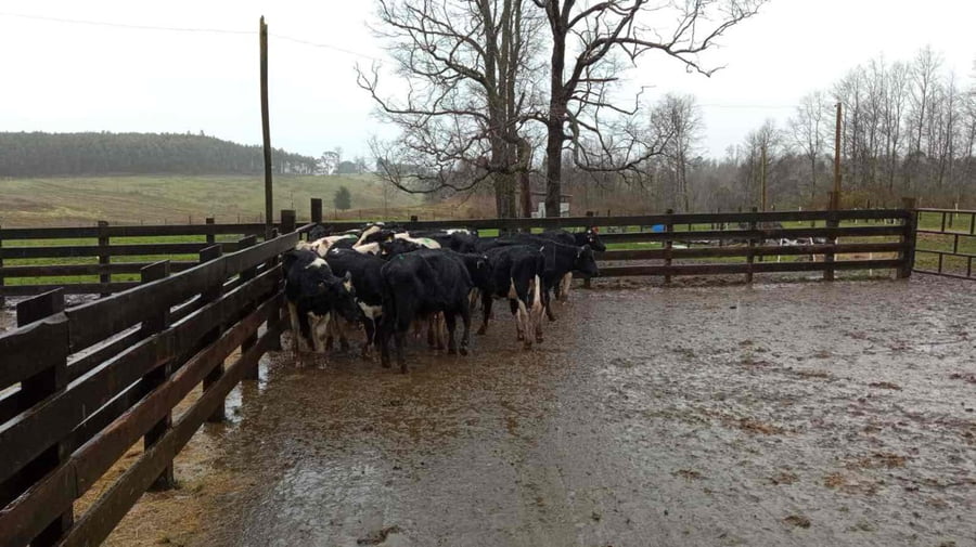 Lote 44 Novillo Engorda en X Región Los Lagos, Los Muermos