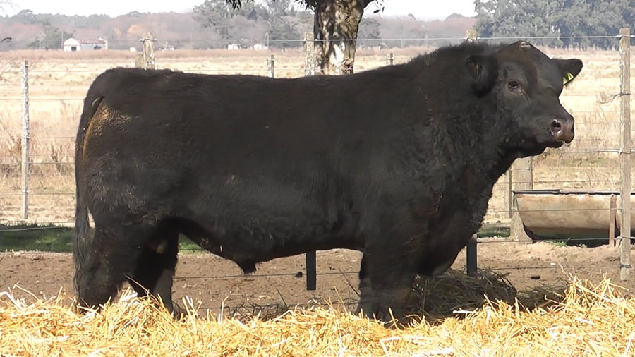 Lote TOROS PUROS POR CRUZA