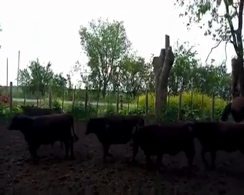 Lote 30 Terneras en Gral. Paz, Buenos Aires