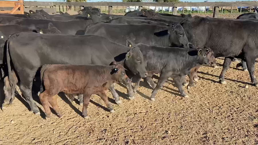 Lote 26 Vaquillonas C/ cria en Durazno, Entre Ríos