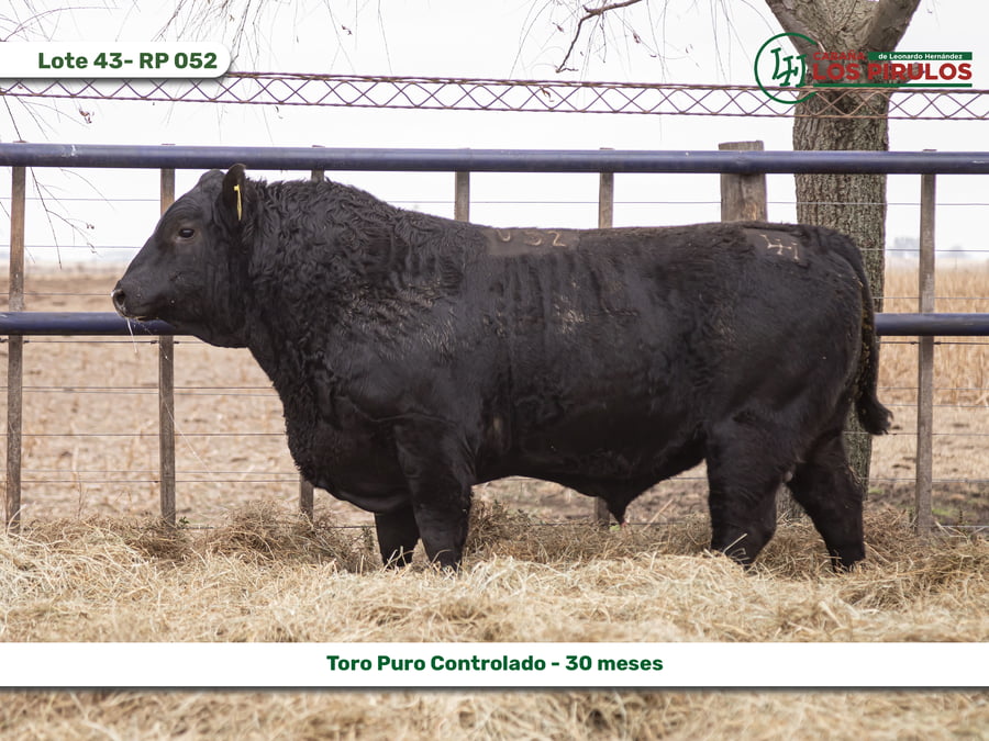 Lote TOROS PUROS CONTROLADOS - 22/24 meses