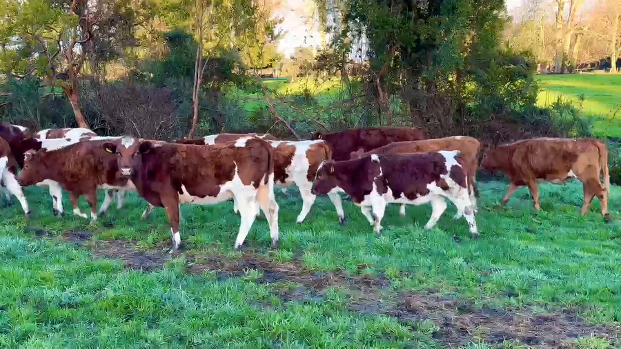 Lote 30 Vaquilla Engorda en Río Bueno, XIV Región Los Ríos