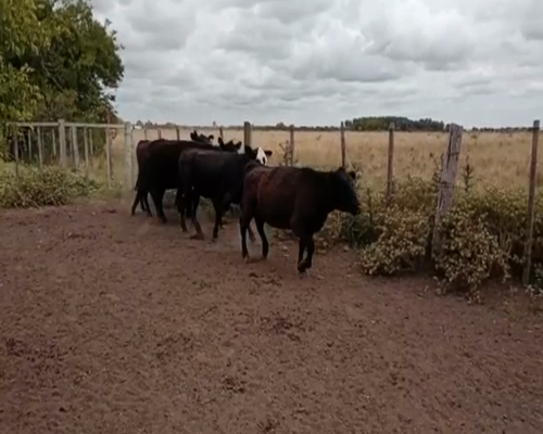 Lote (Vendido)5 Vaquillonas y Vacas CRUZA ANGUS a remate en 2da Pantalla ENTRE MARTILLOS 250kg -  en CAMINO DE LA COSTA