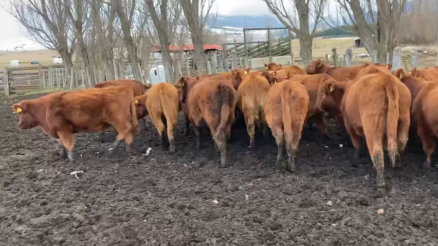 Lote 31 Ternera en Coyhaique, XI Región Aysén