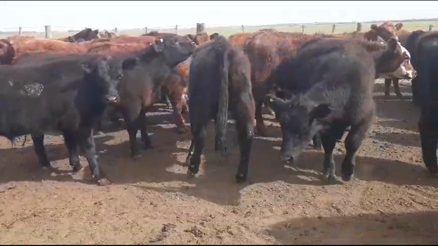 Lote 130 Novillitos en Buenos Aires, Saavedra