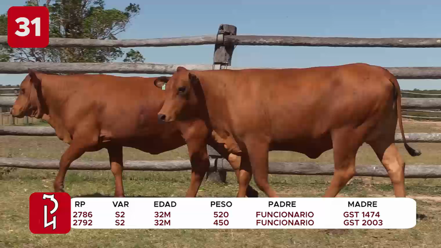 Lote LOTE 31