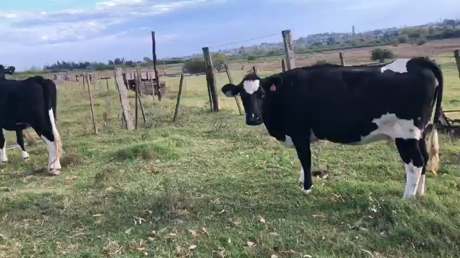 Lote 2 Vaquillonas Holando de INR