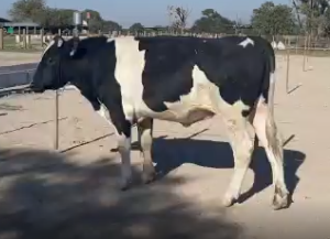 Lote ACHIEVER X MONTEREY X BOYOBOYX KRUSADER