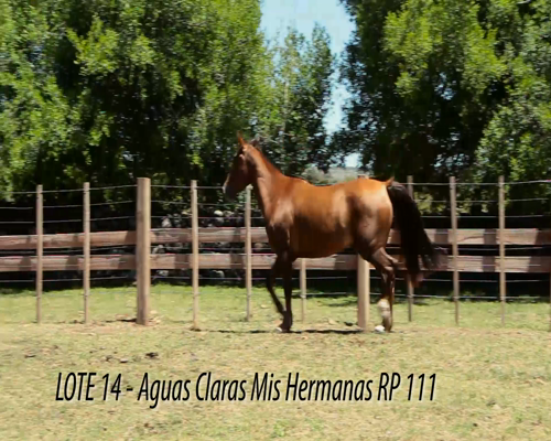 Lote AGUAS CLARAS MIS HERMANAS