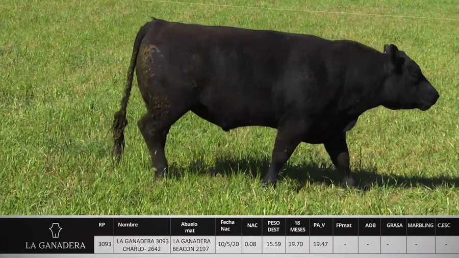 Lote LA GANADERA 3093 CHARLO - 2642