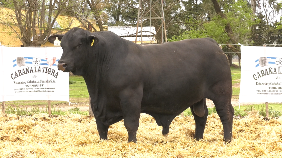 Lote MACHOS BRANGUS REGISTRO CONTROLADO