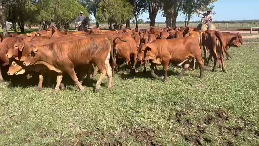 Lote 200 Terneras en Gral. San Martín, Chaco