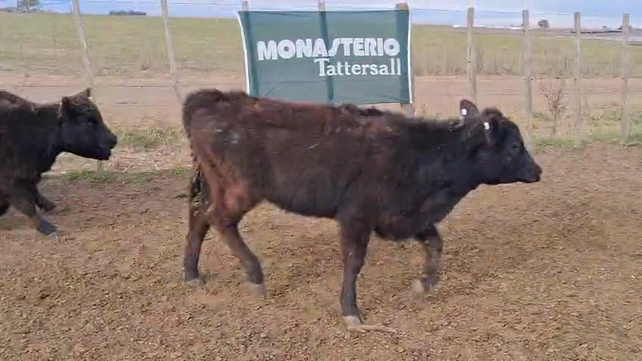 Lote 60 Terneros/as en Daireaux