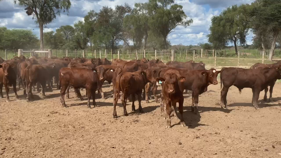 Lote 150 Terneros/as en Laguna Yema, Formosa