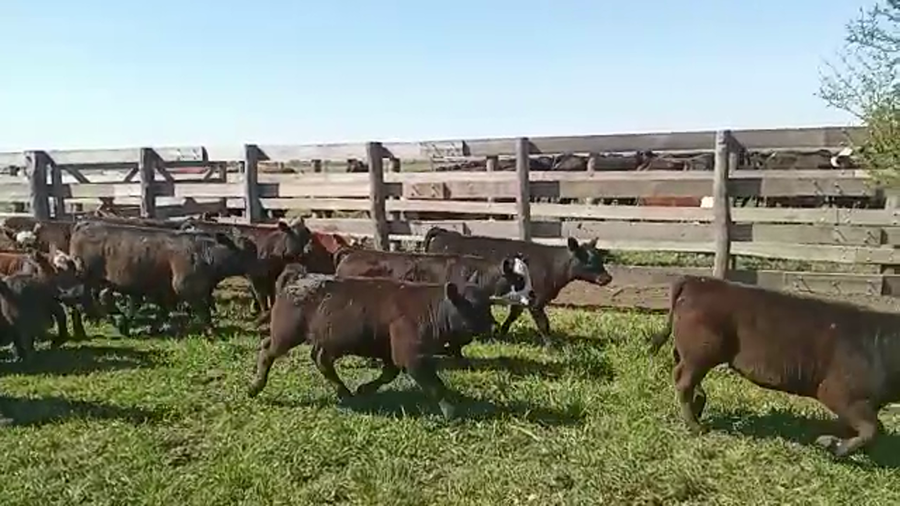 Lote 70 Terneros/as en San Salvador, Entre Ríos