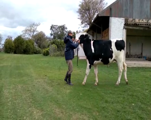 Lote La magdalena 2 toro 8212