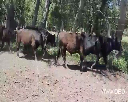 Lote 55 Terneros/as en Coronel Pringles, Buenos Aires