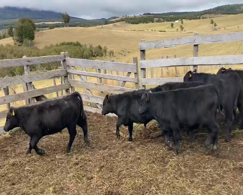 Lote 24 Ternero en Coyhaique, XI Región Aysén