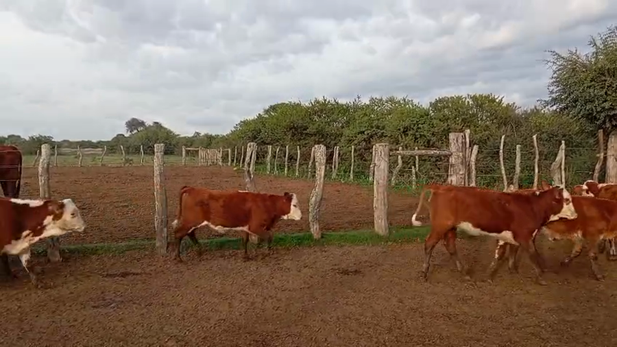 Lote 146 Terneros/as