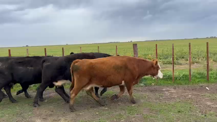 Lote 50 Vacas CUT preñadas