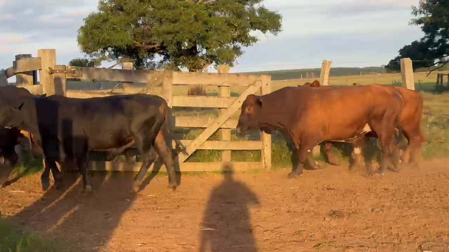 Lote 12 Toros de invernar en Corrientes, Guaviravi