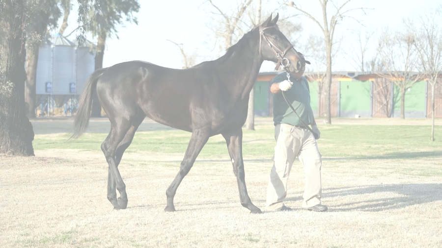 Lote LA AGOSTINELLI (TETAZE -  ROYAL TOP SEA)