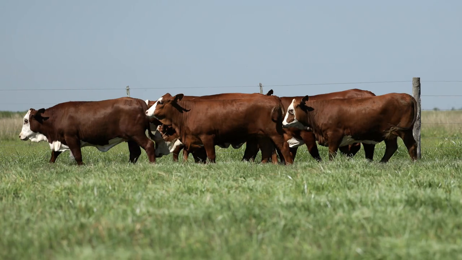 Lote Vaquilla Para Servicio