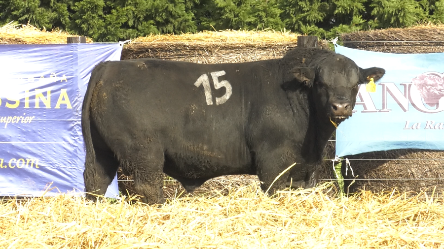 Lote TOROS ANGUS PURO CONTROLADO