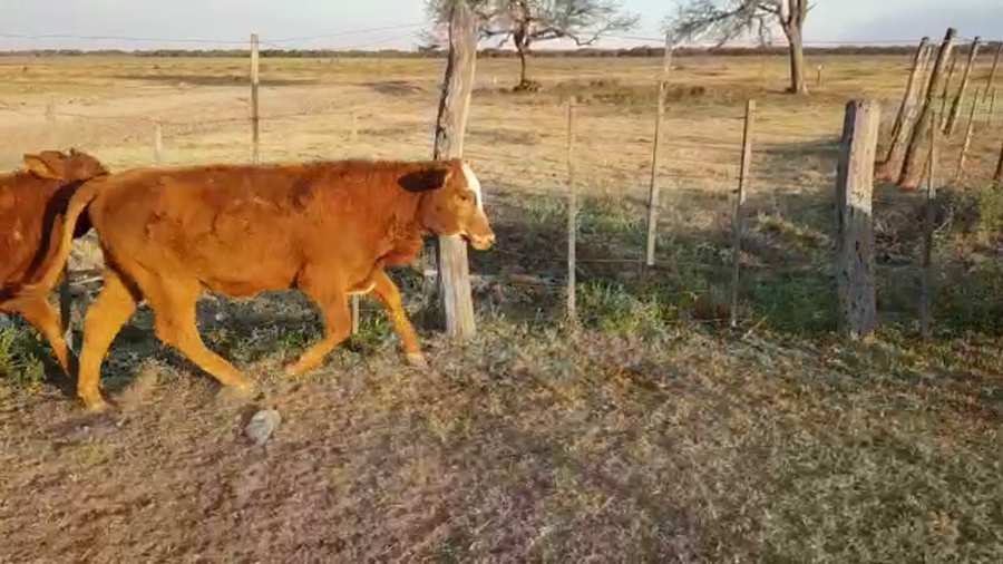 Lote 63 Terneros/as en Santa Sylvina, Chaco
