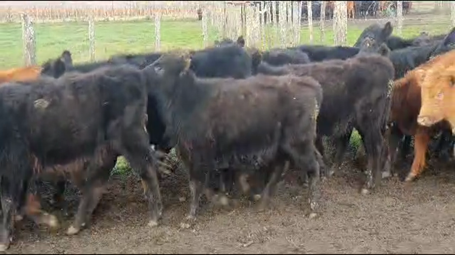 Lote 55 Terneras en Necochea, Buenos Aires