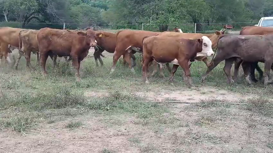 Lote 100 Terneros/as