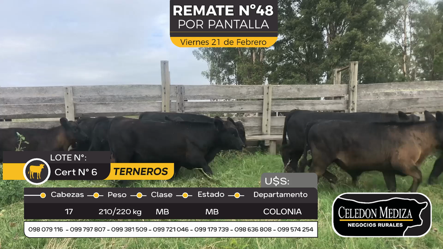 Lote 17 Terneros en Riachuelo, Colonia