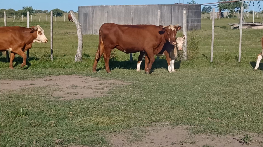 Lote 72 Vacas con Cría