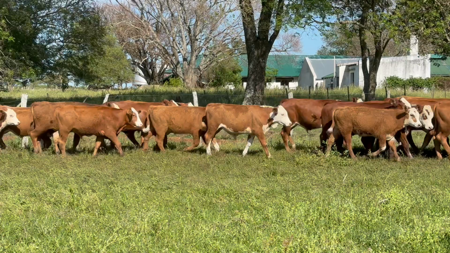 Lote 120 Terneros en Corrientes, Mercedes