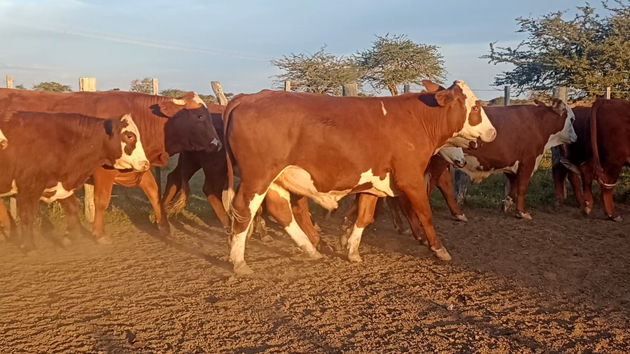 Lote 50 Novillos en Corrientes, Curuzu Cuatia