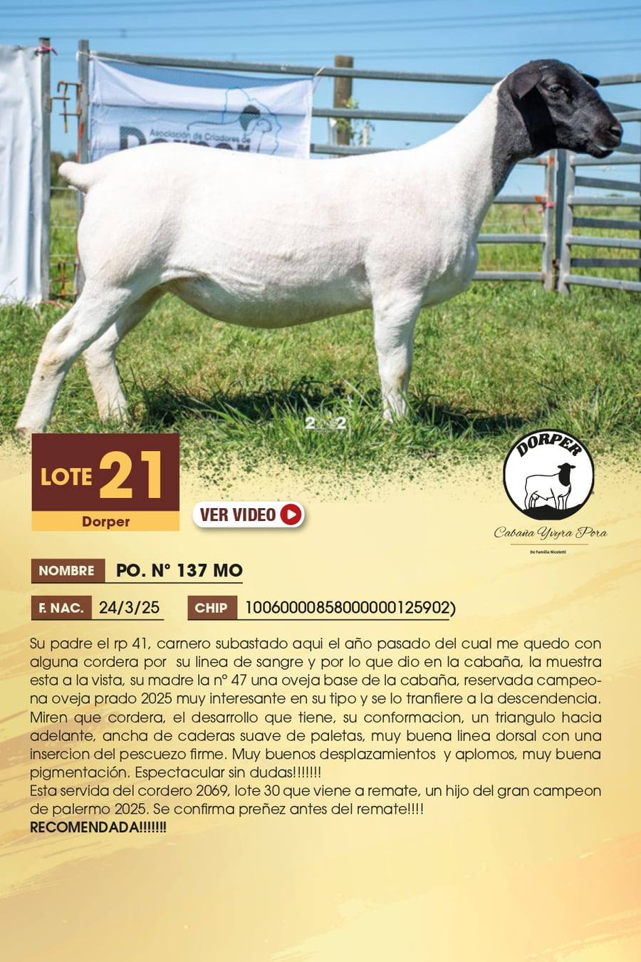 Lote 21 - Dorper