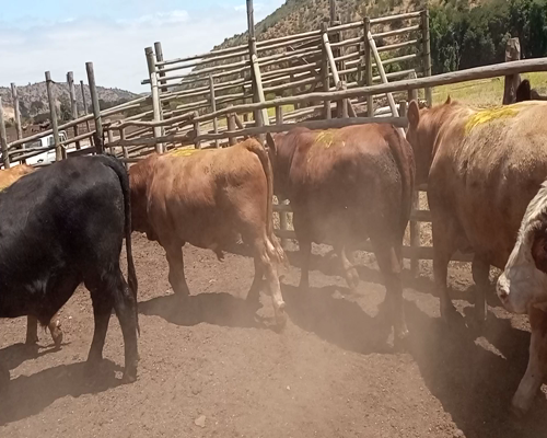 Lote 20 Torete en Melipilla, Región Metropolitana