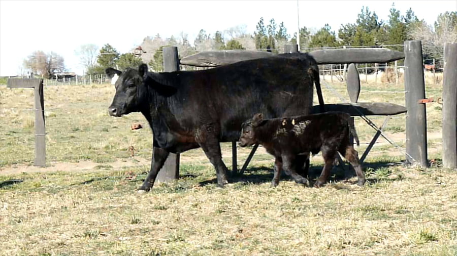 Lote Vaquillona Aberdeen Angus Negra con Cria PP - RP693 - Cabaña El Mirador