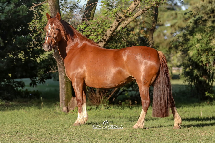 Lote Ñandu Ay Que Suerte