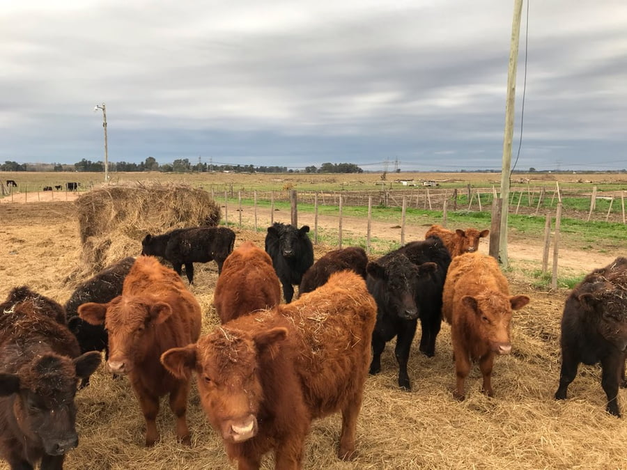 Lote 29 Terneros/as en Guernica, Buenos Aires
