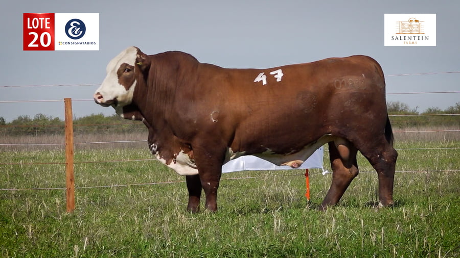 Lote LOTE 20 - TOROS BRAFORD NO. 47