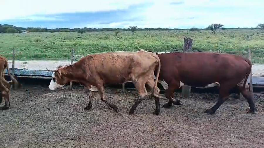 Lote 45 Vacas de invernar