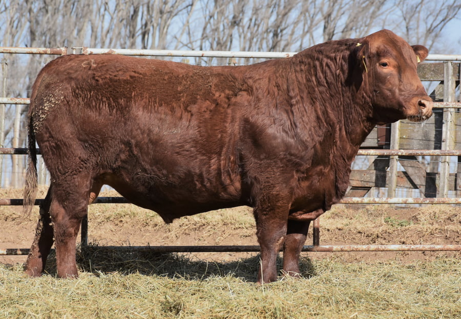 Lote TOROS (Corral 5)