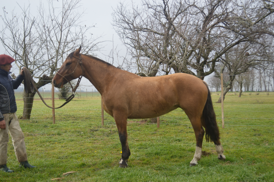 Lote Yegua Criolla "GATEADA"