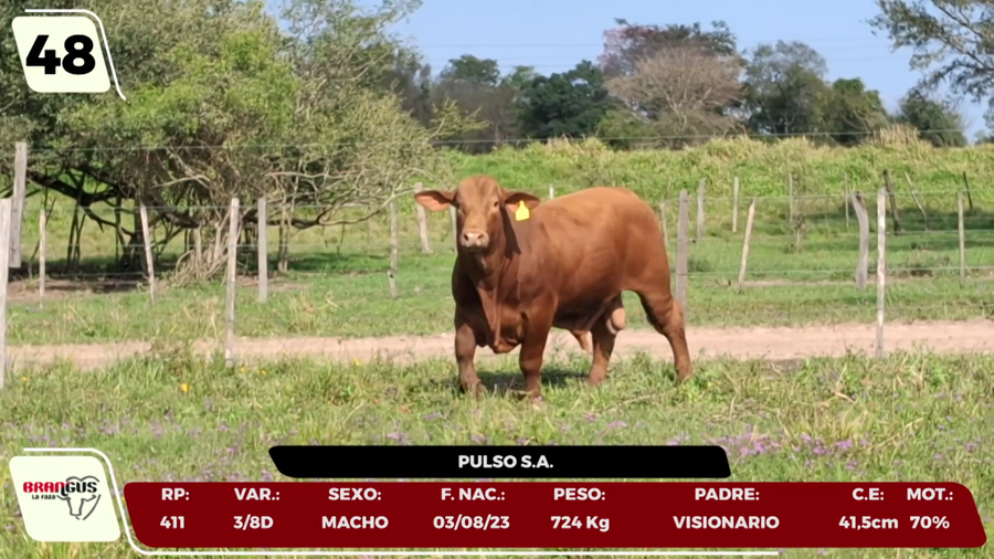 Lote LOTE 48 - CAMPO
