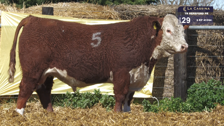 Lote TOROS HEREFORD PURO REGISTRADOS