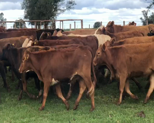 Lote 30 Vaquillonas en Santo Tomé, Corrientes
