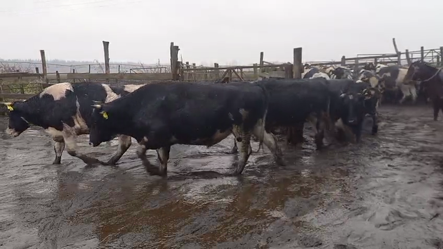 Lote 40 Novillo Gordo en Cabrero, VIII Región Biobío