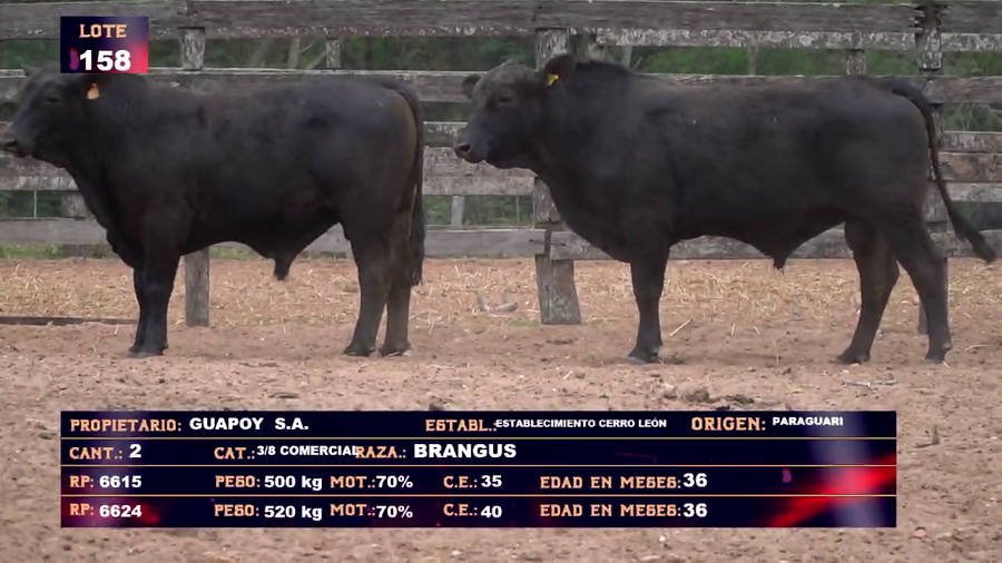 Lote GUAPOY S.A - LOTE 158