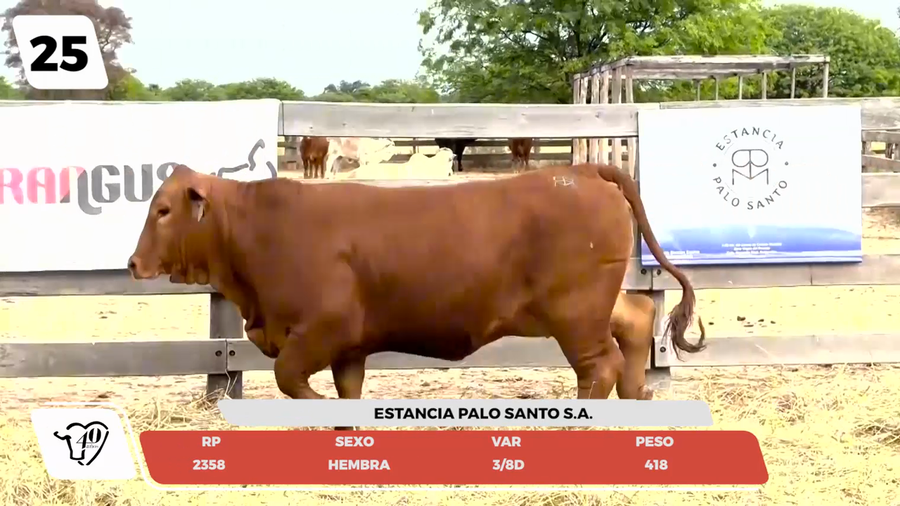 Lote LOTE 25- JUNIOR